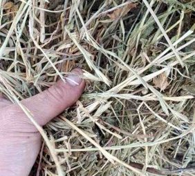 2020 Shaftal Clover and Ryegrass Hay