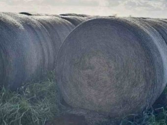 2020 Shaftal Clover and Ryegrass Hay