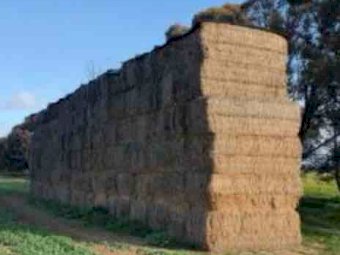 Vetch Hay 8x4x3 Bales