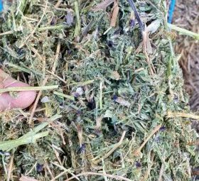 Vetch Hay 8x4x3 Bales