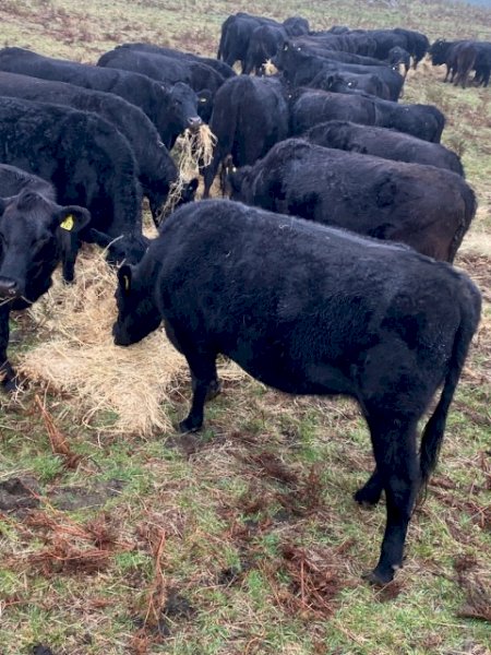 50 x Angus Heifers (POA Must be SOLD by 12/8)
