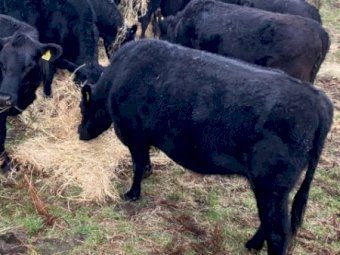 50 x Angus Heifers (POA Must be SOLD by 12/8)