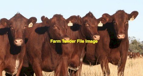 Wanted to buy Shorthorns