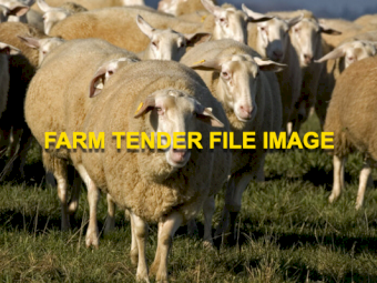 WANTED East Friesian Ewes