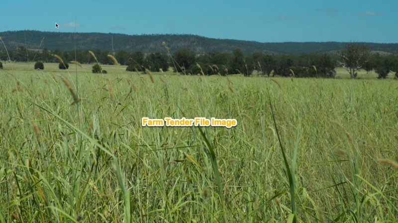 Rhodes Grass Haylage small bales in packs of 72