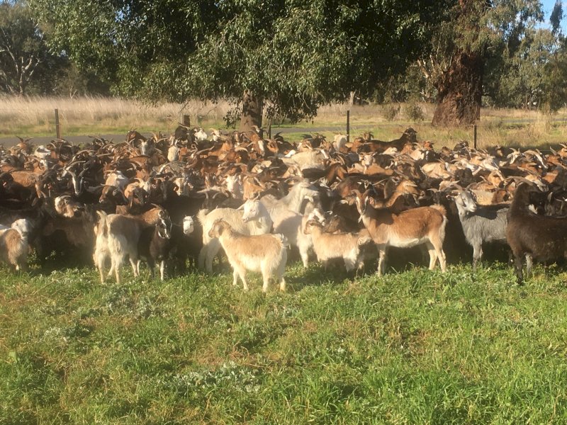 Rangeland Goats x 200