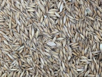 100 mt Approx Feed Oats