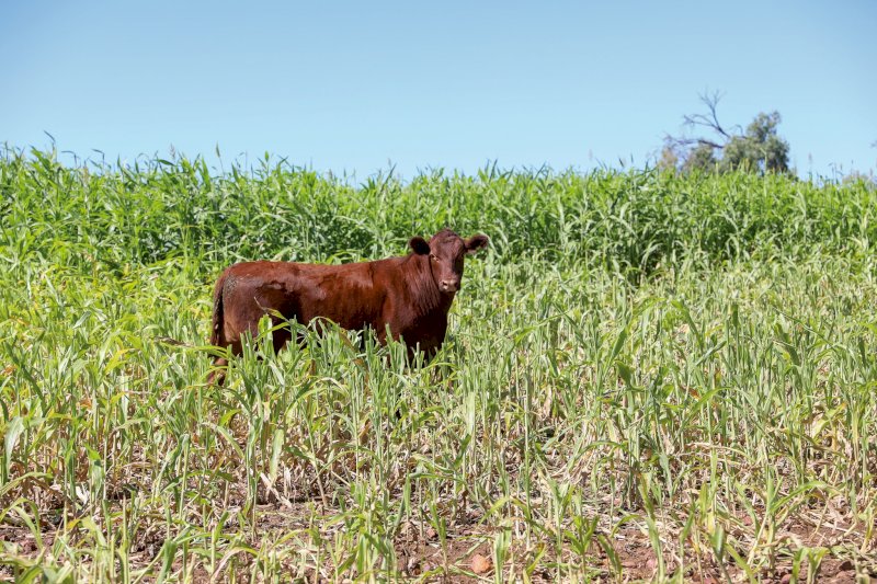 Forage Sorghum Seed