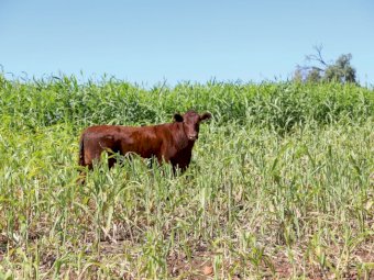 Forage Sorghum Seed
