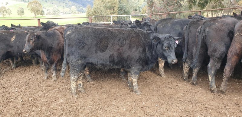 52 Milk Teeth Angus Heifers PTIC