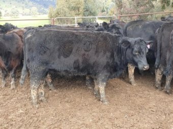 52 Milk Teeth Angus Heifers PTIC