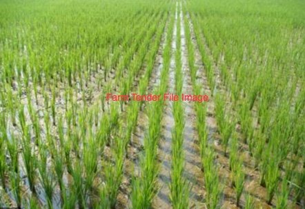 WANTED Rice Seed