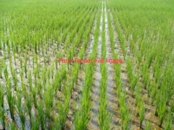 WANTED Rice Seed