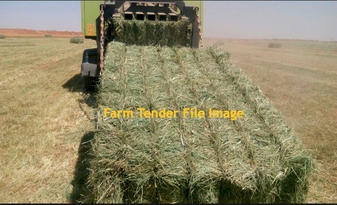200 Bales Barley/Lucerne Blend 8x4x3 Bales