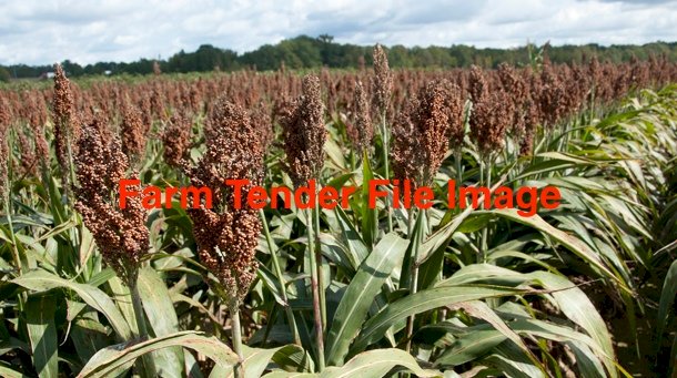 WANTED Sorghum for Human Consumption