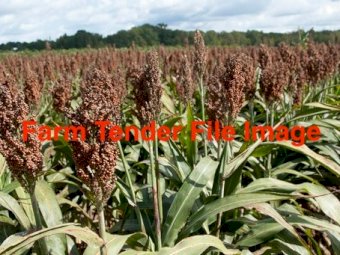 WANTED Sorghum for Human Consumption