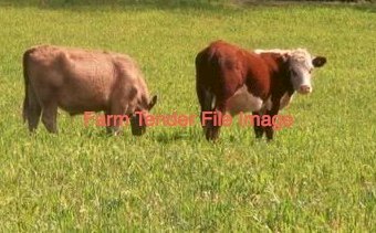 WANTED Seeking Land to Lease for Cattle