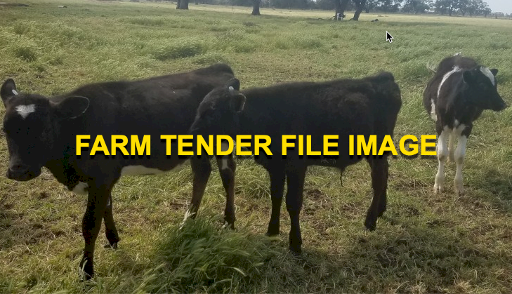 Fresian Steers