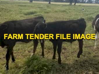 Fresian Steers