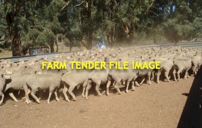 WANTED White Suffolk x Merino Ewes