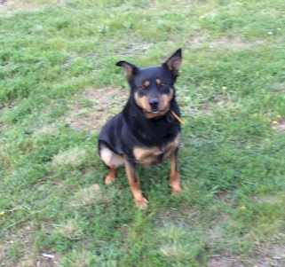 Black and Tan Kelpie Dog