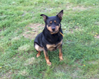 Black and Tan Kelpie Dog