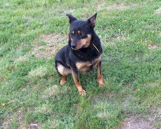 Black and Tan Kelpie Dog