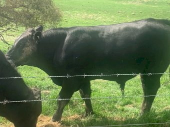 Chiangus Bull ONLY ONE AVAILIBLE!