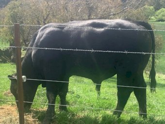 Chiangus Bull ONLY ONE AVAILIBLE!