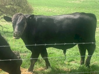 Chiangus Bull ONLY ONE AVAILIBLE!