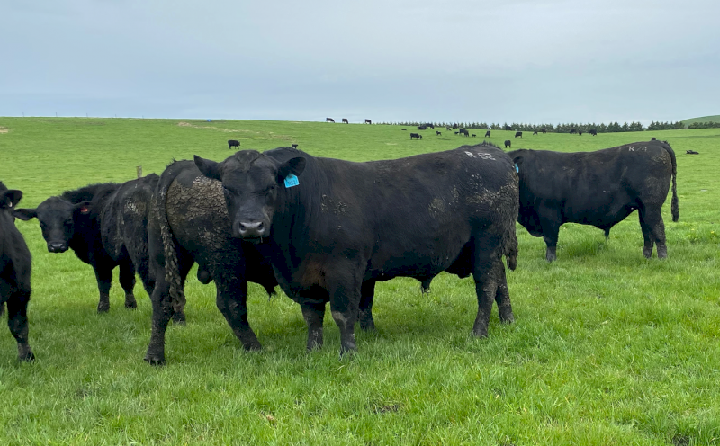 15 x 15mth-2.5yo HBR (Herd Book Recorded) ANGUS BULLS - From $6000 + GST