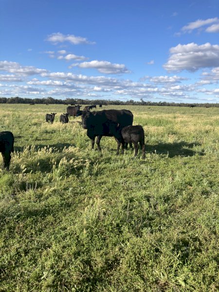 29 Angus Cows and 30 Calves