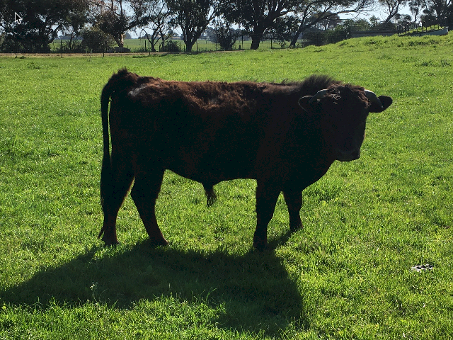 Dexter Bull