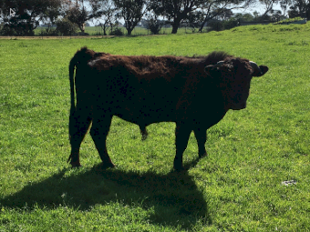 Dexter Bull