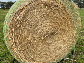 100 x Oaten Pasture Hay Rolls