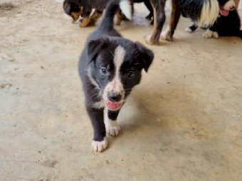 Border Collie Working Dogs