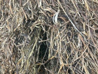 180mt Vetch Hay 600kg+ 8x4x3 Bales (New Season 22/23)