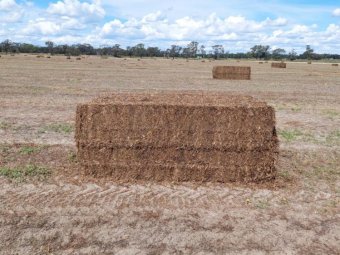 300mt Vetch Hay 600kg 8x4x3 Bales
