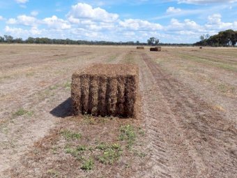 300mt Vetch Hay 600kg 8x4x3 Bales