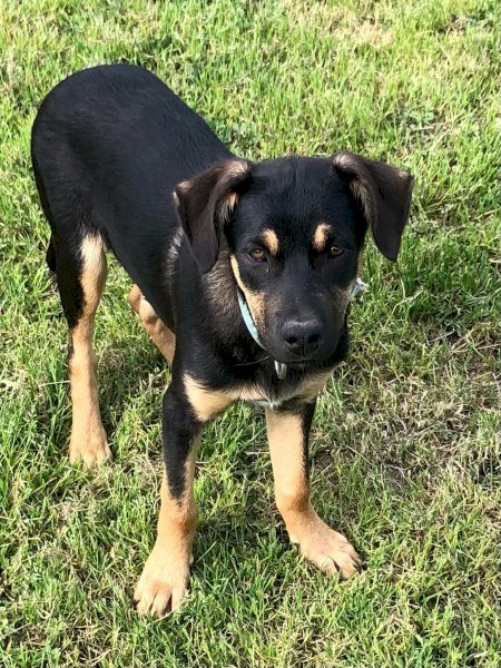 Purebred Kelpie
