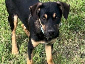 Purebred Kelpie