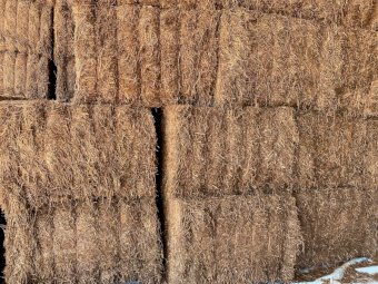 400mt Vetch Hay 600kg+ 8x4x3 Bales (New Season 22/23)