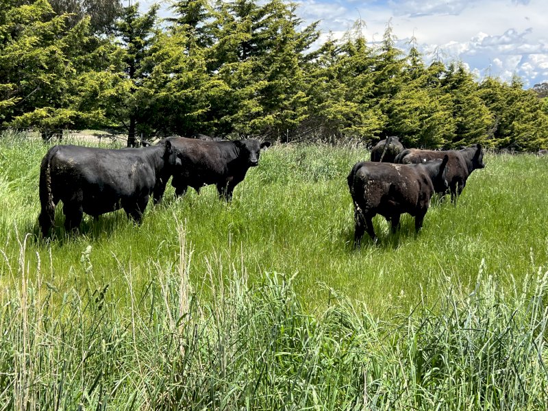 Angus Bulls x 10