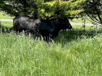 Angus Bulls x 10