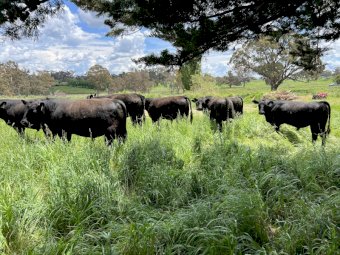 Angus Bulls x 10