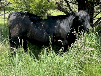 Angus Bulls x 10