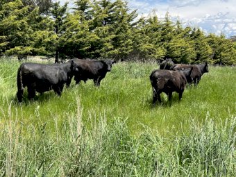 Angus Bulls x 10
