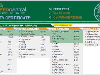 600mt Vetch Hay 650kg 8x4x3 Bales