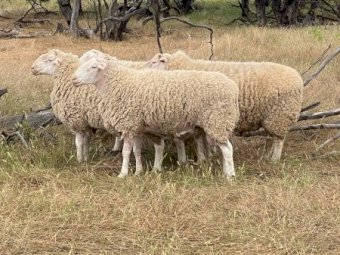 4 White Suffolk Rams