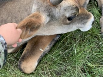 Jersey short horn cross. Pet very friendly